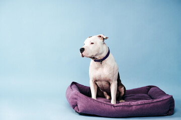 American Staffordshire Terrier. Dog is the best friend. Happy dog. Dog portrait. 