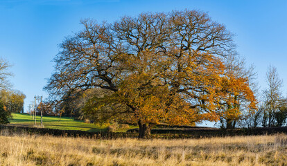 Obraz premium Large Autumn Oak tree