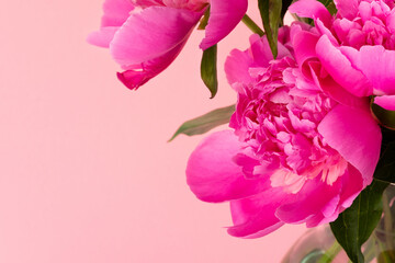 Bouquet of pink peonies on pink background with copy space. Floral card design. Selective focus