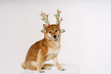 New year and christmas concept with cute dog in ridiculous pose wearing deer antlers headband on a solid light background.