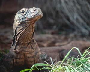 island land iguana