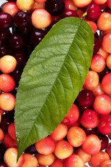 Lots of ripe cherries with stems and leaves. Large collection of fresh cherries. Ripe cherries background. Cherry. Yellow cherry