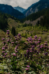 Valley in East Kazakhstan