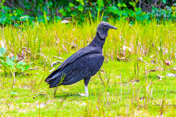 Tropical Black Vulture on Mangrove Pouso Beach Ilha Grande Brazil.