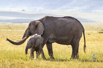 Mother and baby African elephants in the grasslands of the Masai Mara, Kenya. White cattle egrets can be seen in the grass around them.