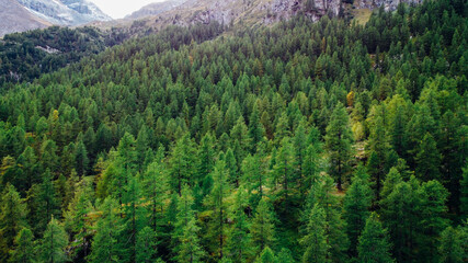 Aerial view of green coniferous forest in the mountains. Evergreen trees in the Italian Alps, view from above. Natural parkland background.