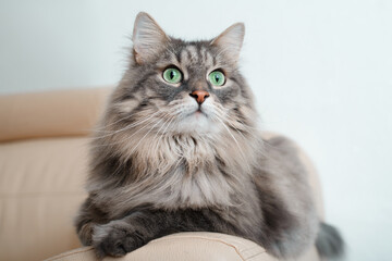 Indoor cat portrait. Gray fluffy beautiful cat with big green eyes lying, resting on sofa and...