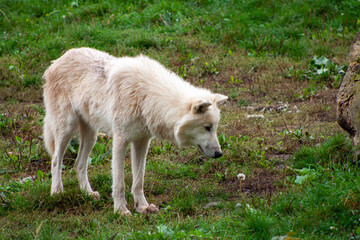 Bakhchi Zahèr Zoo Beauval