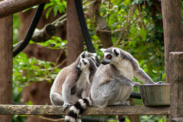 Bakhchi Zahèr Zoo Beauval