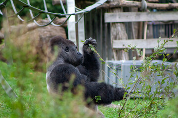 Bakhchi Zahèr Zoo Beauval