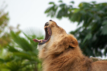 Bakhchi Zahèr Zoo Beauval