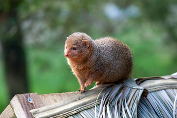 Bakhchi Zahèr Zoo Beauval