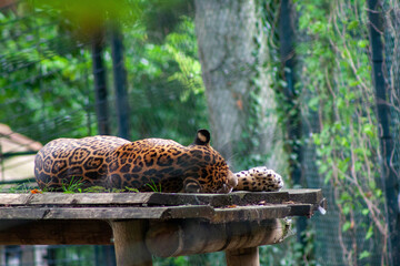 Bakhchi Zahèr Zoo Beauval