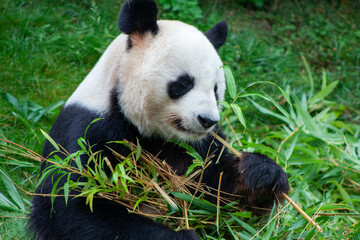 Bakhchi Zahèr Zoo Beauval