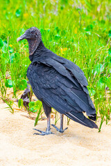 Tropical Black Vulture on Mangrove Pouso Beach Ilha Grande Brazil.