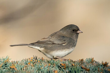 Obraz premium Dark-eyed Junco perched on an evergreen