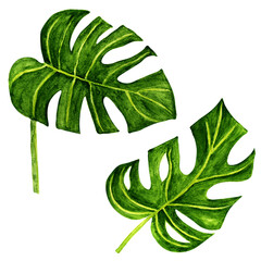 Tropical watercolour leaves, monstera, hand drawn illustration, objects isolated on white background, clipart.