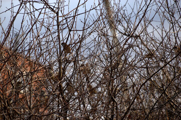 Grey sparrows on bare branches in autumn