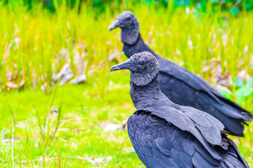 Tropical Black Vultures on Mangrove Pouso Beach Ilha Grande Brazil.
