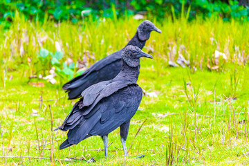 Tropical Black Vultures on Mangrove Pouso Beach Ilha Grande Brazil.