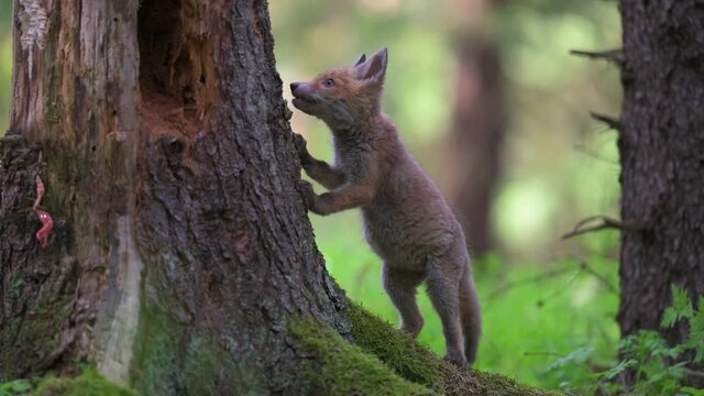 Cute fox cub looking for food in the forest around its burrow. Natural environment, spring forest.