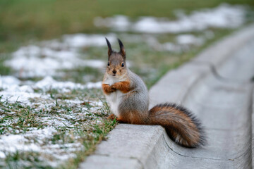 Naklejka na ściany i meble Squirrel in the wind in the park