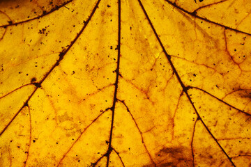 Yellow autumn leaf background. Vibrant golden color natural veins texture. Closeup macro orange...