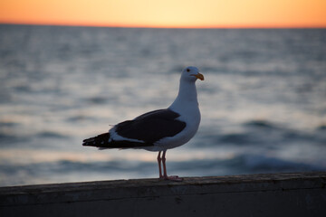 Fototapeta premium seagull on the pier with a California sunset
