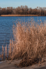 Thickets of dry reeds near the river