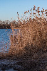 Thickets of dry reeds near the river