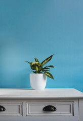 Dieffenbachia or Dumb cane plant in a white flower pot on a white old table in daylight room, minimalist and scandinavian style