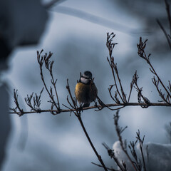 Great Tit, Parus major, black and yellow songbird sitting on the nice tree branch, Bird in natur. Songbird in the nature habitat. Cute blue and yellow songbird in winter scene