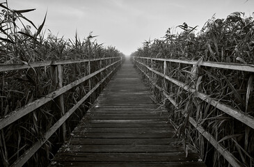 Wooden path through reeds at Federseesteg, Bad Buchau, Germany.