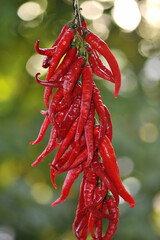 Red peppers in a drying chain