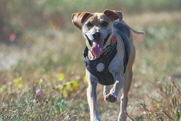A beagle mix breed dog runs through a feld while gazing at the camera.  Copy space.