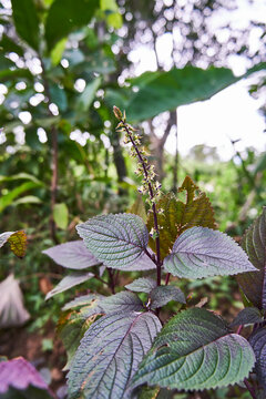 close-up beautiful  beefsteak or shiso plant