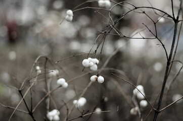 a white snowberry bush with thin twigs without leaves and with white light berries