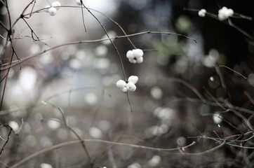 a white snowberry bush with thin twigs without leaves and with white light berries