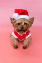 cute Yorkshire terrier in a Christmas plush costume on a pink background