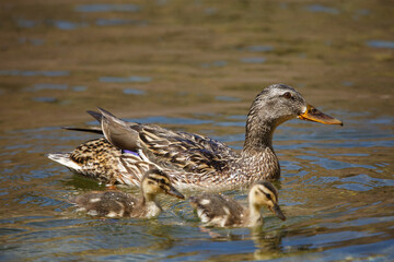 mother duck in the water with her babies 