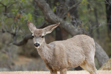 Naklejka na ściany i meble wild deer in the Arizona woods