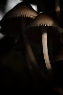 Close up photo of mushrooms 