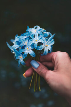 Close up of woman's hand with manicure holding a bouquet of small early spring flowers. Dark and moody background embracing the scenery