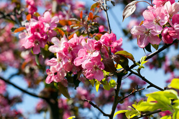 cherry blossoming with pink flowers in the spring season