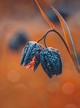 Macro of two blue Spring Fritillaria meleagris (Checkered Lily) flowers against orange background. Bokeh, shallow depth of field, soft focus and blur