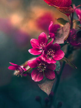 Macro of pink apple flowers. Shallow depth of field. Warm light in the background. Beautiful and romantic color