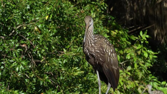 Florida Limpkin brown with white spots water bird making clicking bird call; tropical nature reserve, sunny, late afternoon--medium close