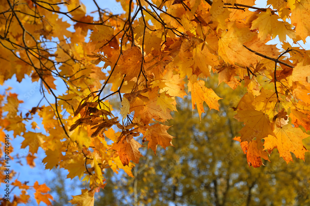 Wall mural branches of autumn maple with bright yellow leaves