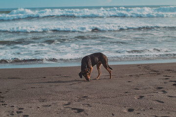 Perro explorando playa de arena negra en un atardecer. 