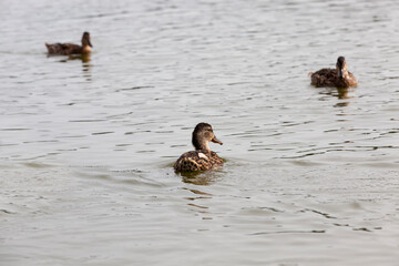 wild waterfowl on the territory of lakes